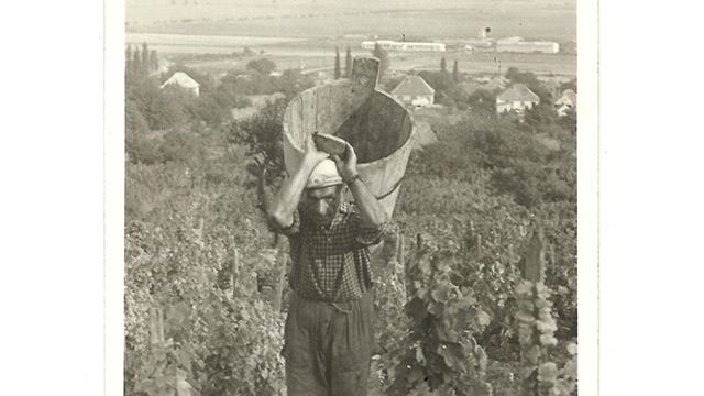 História vinohradníctva a vinárstva podľa M. Slobodu